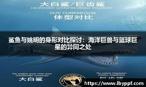 鲨鱼与姚明的身形对比探讨：海洋巨兽与篮球巨星的异同之处